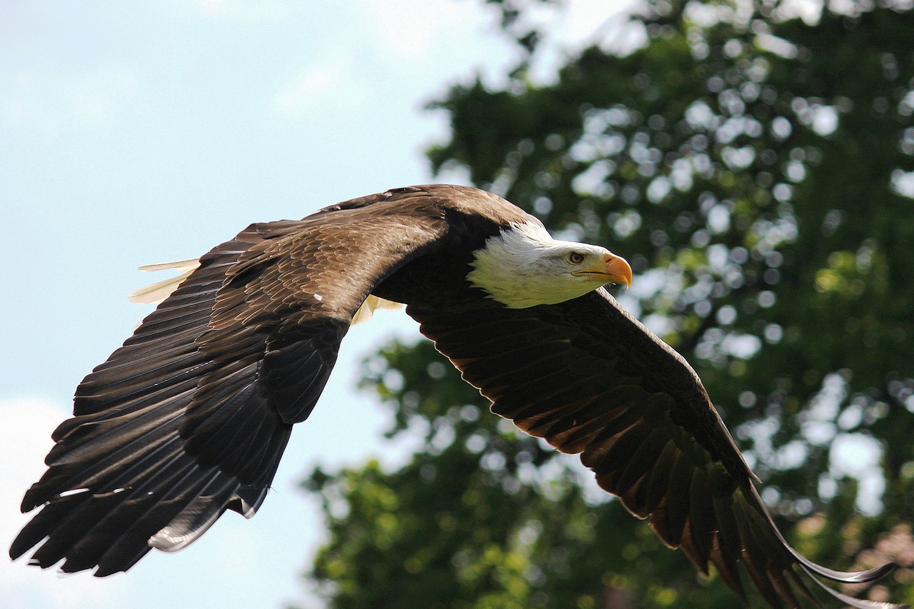 eagle, bald eagle, flight-642208.jpg