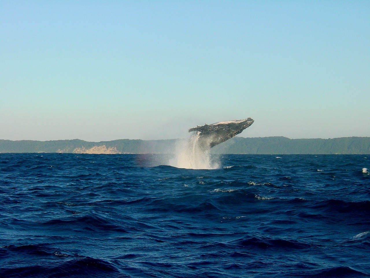 whale, humpback whale, ocean-2432789.jpg