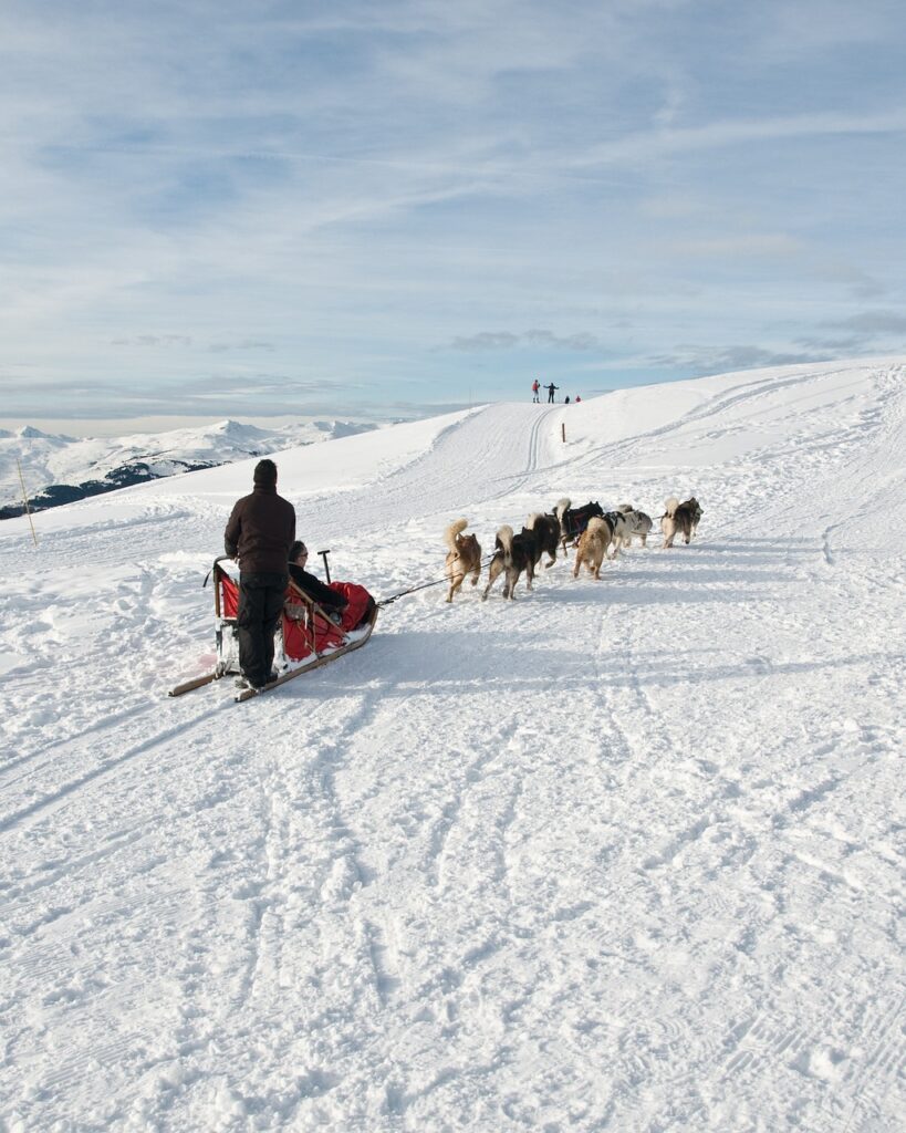 dog, sled, animal-1880025.jpg