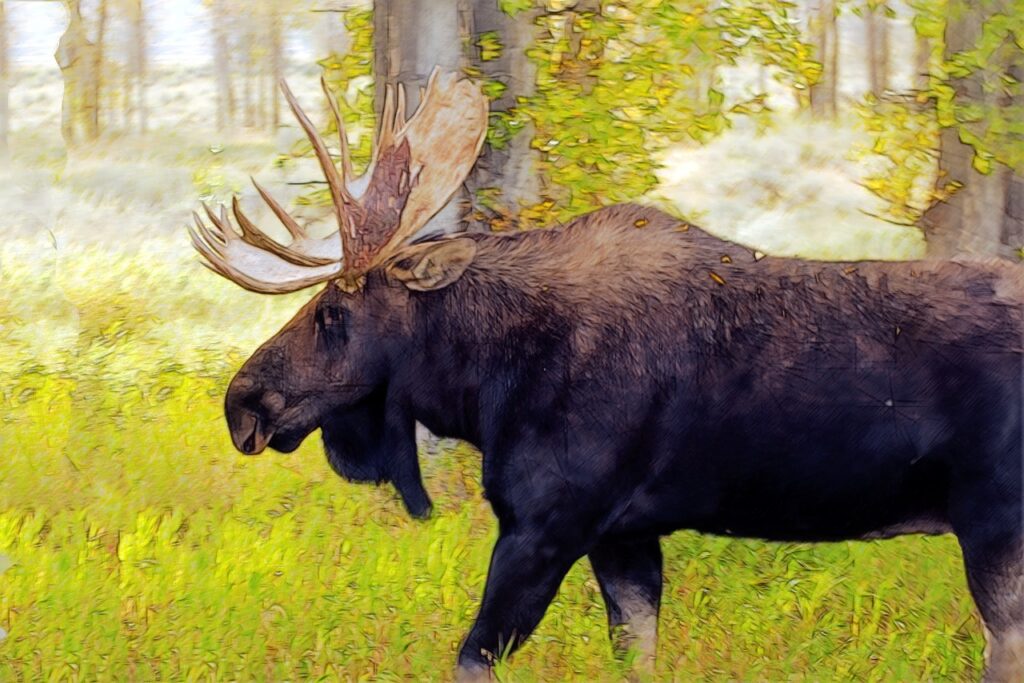 bull moose at gros ventre, moose, elk-3835115.jpg