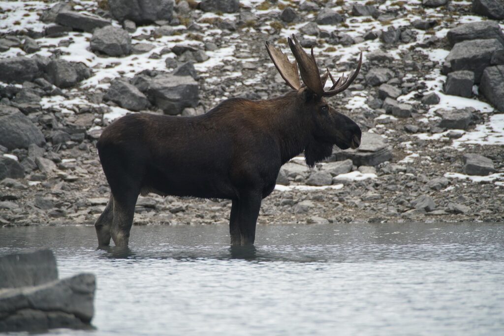 moose, canada, animal-5215531.jpg